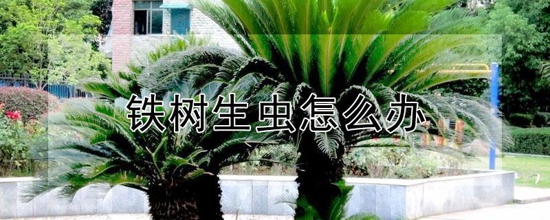 铁树生虫怎么办