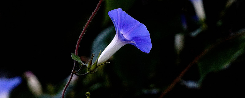 牵牛花种子怎么催芽（牵牛花种子催芽多久就可以发芽）