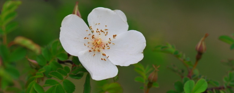 蔷薇花夏天怎么浇水