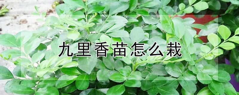 九里香苗怎么栽