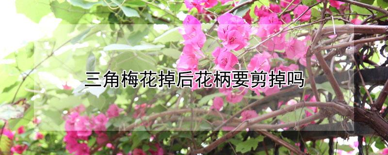 三角梅花掉后花柄要剪掉吗 三角梅花掉落后枝子要剪吗