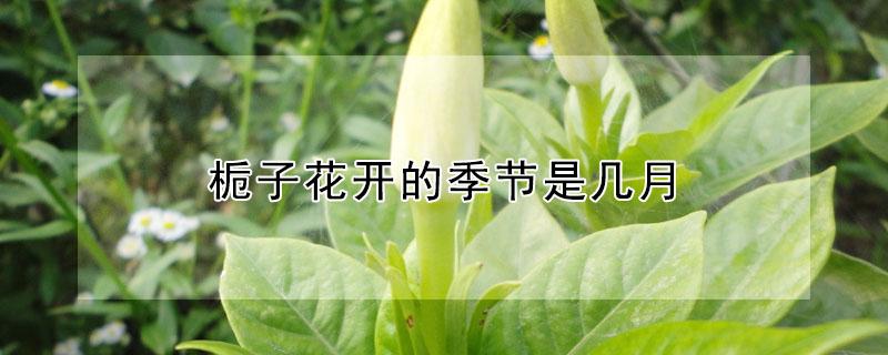 栀子花开的季节是几月