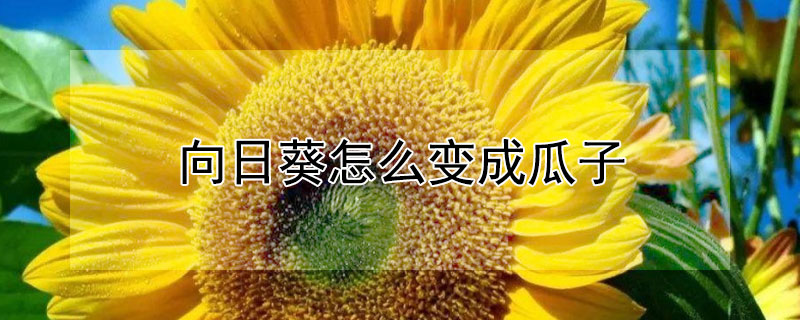 向日葵怎么变成瓜子（向日葵可以变成瓜子吗）