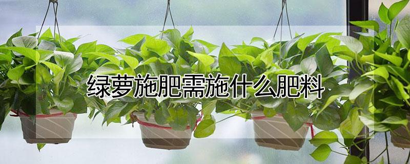 绿萝施肥需施什么肥料