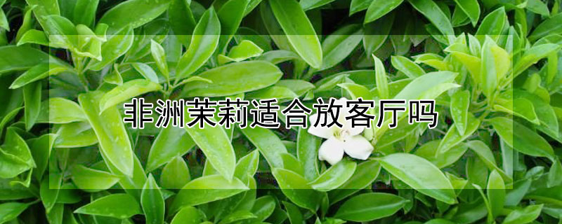 非洲茉莉适合放客厅吗