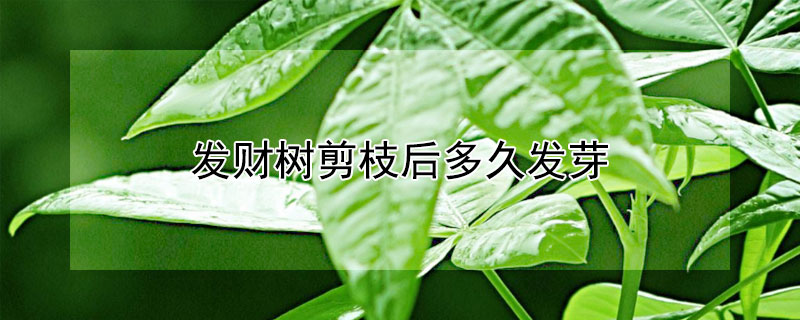 发财树剪枝后多久发芽