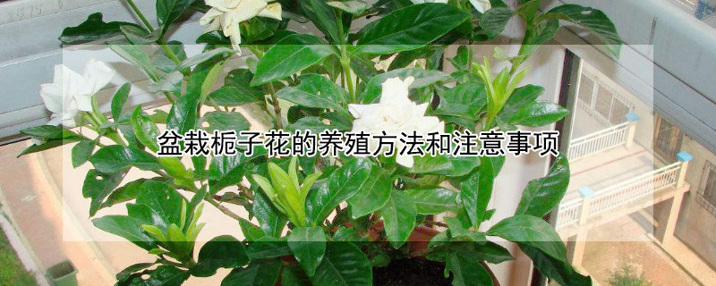 盆栽栀子花的养殖方法和注意事项