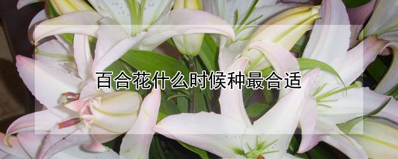 百合花什么时候种最合适 百合花啥时候种最好