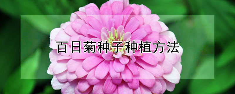 百日菊种子种植方法