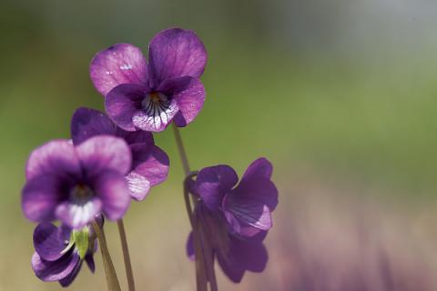 紫罗兰在什么季节开花