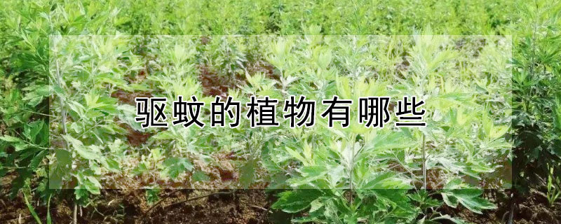 驱蚊的植物有哪些