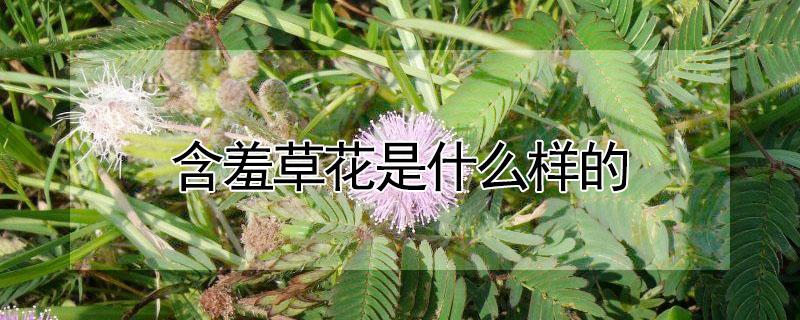 含羞草花是什么样的