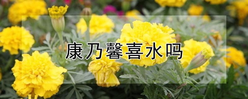 康乃馨喜水吗