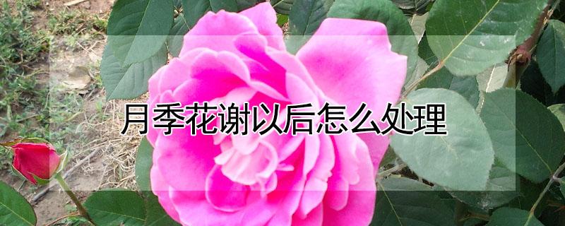 月季花谢以后怎么处理