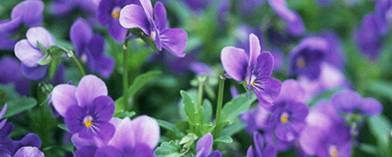 紫罗兰用什么花盆（种植紫罗兰用什么盆）
