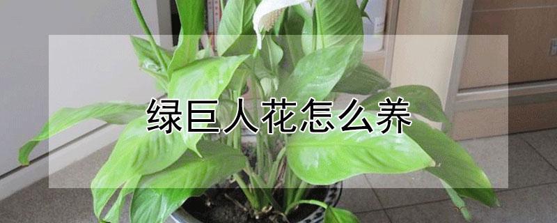 绿巨人花怎么养