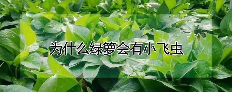 为什么绿箩会有小飞虫