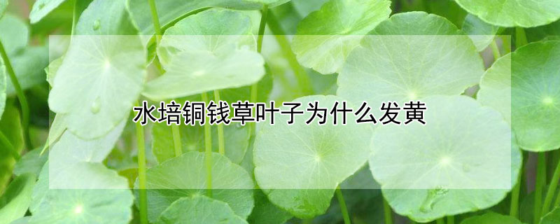 水培铜钱草叶子发黄是什么原因