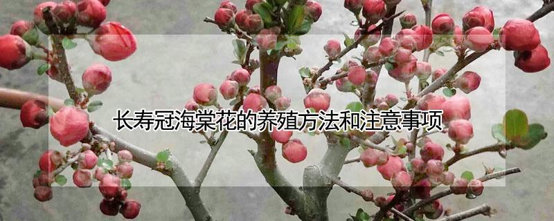 长寿冠海棠花的养殖方法和注意事项