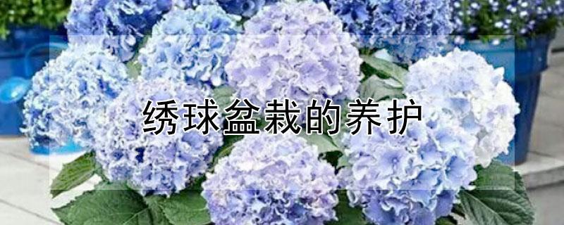 绣球盆栽的养护 绣球花盆栽的养护