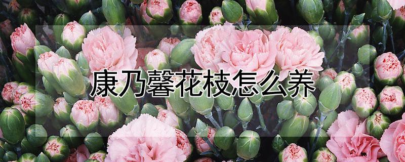 康乃馨花枝怎么养（康乃馨花枝怎么养活）