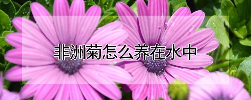 非洲菊怎么养在水中