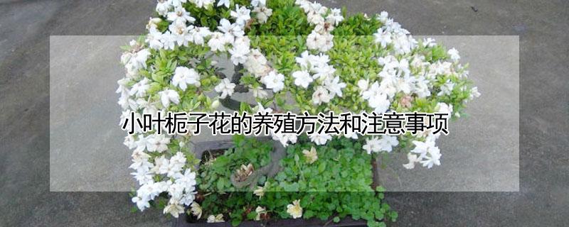 小叶栀子花的养殖方法和注意事项