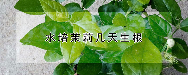 水培茉莉几天生根