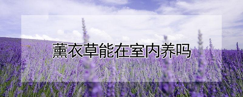 薰衣草能在室内养吗