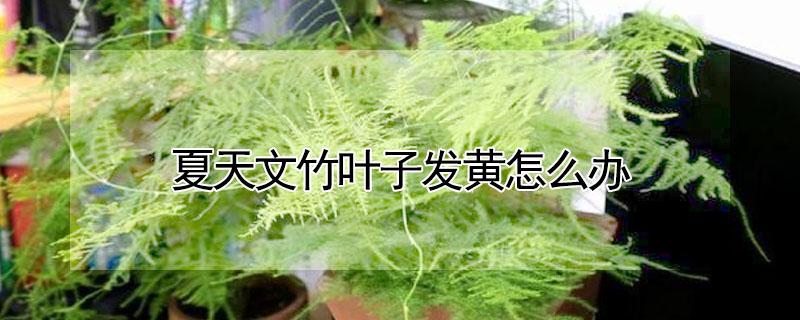 夏天文竹叶子发黄怎么办