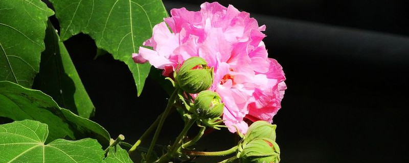 芙蓉花不开花怎么回事