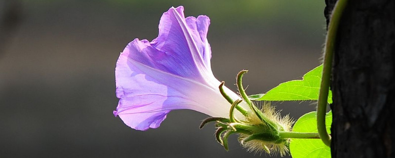 牵牛花为什么要爬藤才能开花 牵牛花会自己爬藤吗