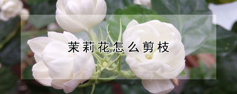 茉莉花怎么剪枝