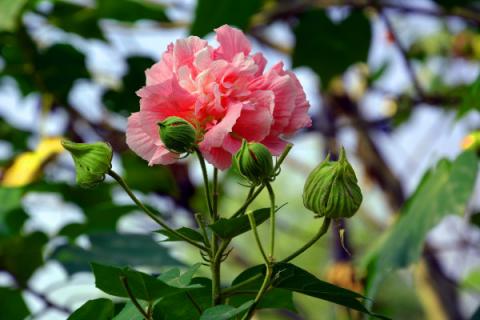 芙蓉花有种子能发芽吗