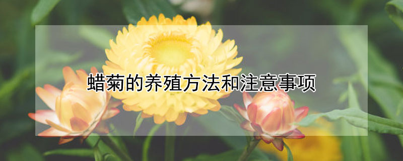 蜡菊的养殖方法和注意事项