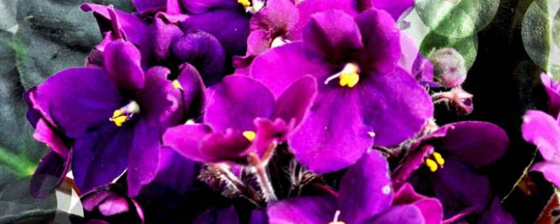 紫罗兰几月份花落 紫罗兰的花期是几月