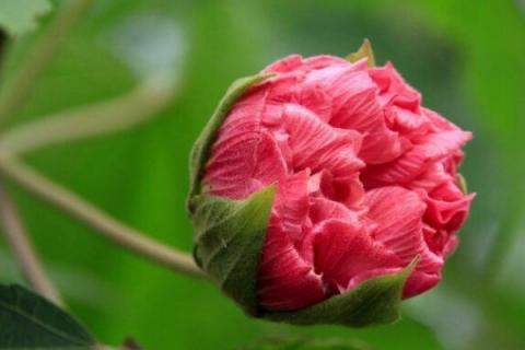 水培芙蓉花叶片所需温度