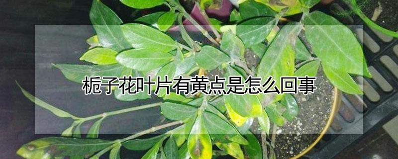 栀子花叶片有黄点是怎么回事