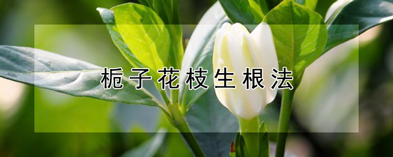 栀子花枝生根法 栀子花 生根