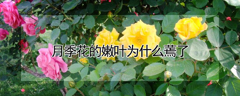 月季花的嫩叶为什么蔫了（月季花叶子蔫了）