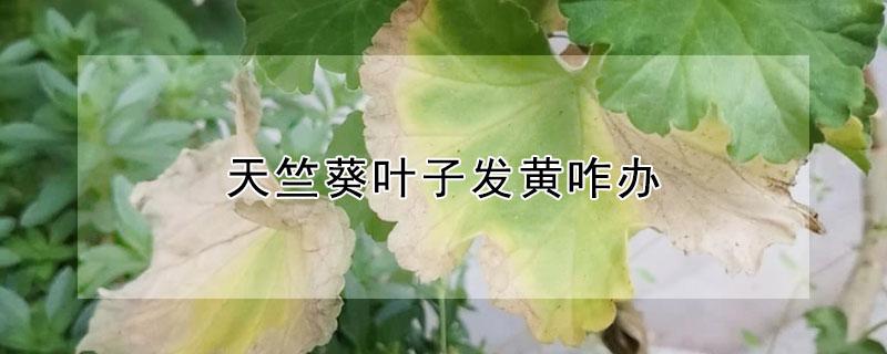 天竺葵叶子发黄咋办