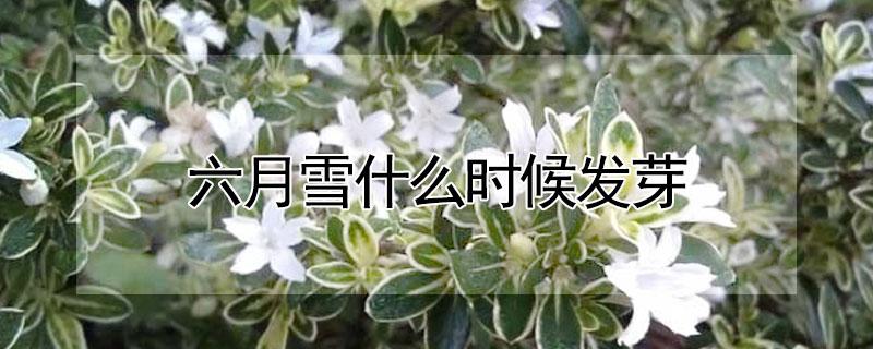 六月雪什么时候发芽