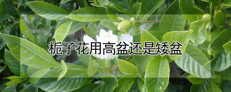 栀子花用高盆还是矮盆 栀子花用多高的盆