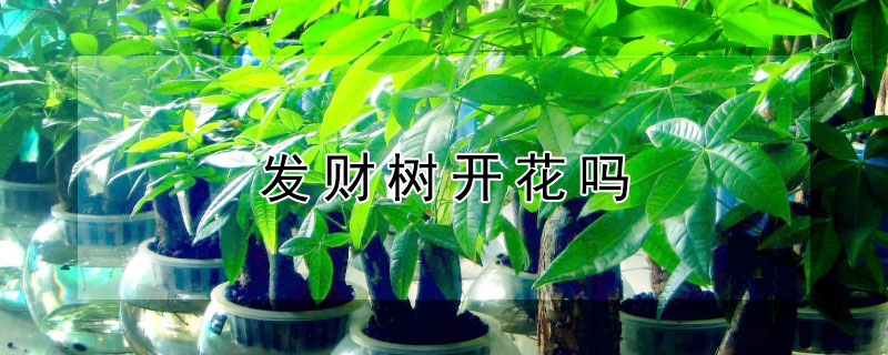 发财树开花吗