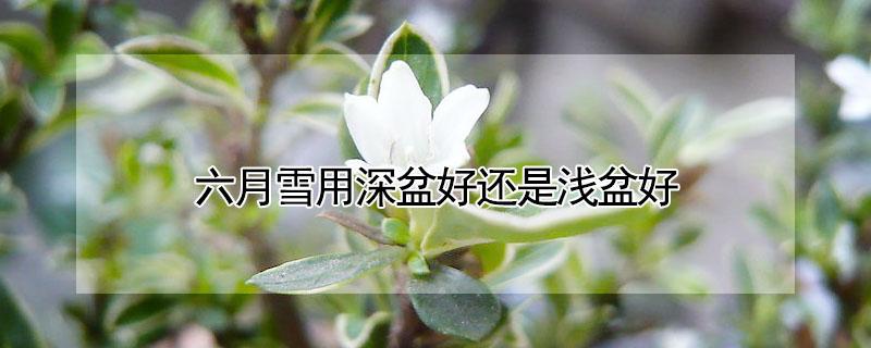 六月雪用深盆好还是浅盆好 六月雪适合什么盆