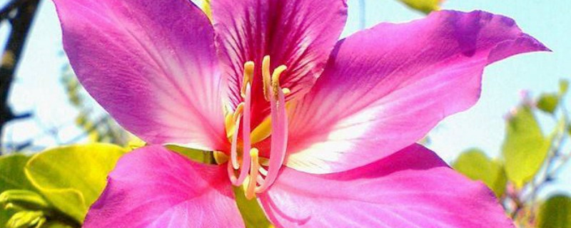 紫荆花盆栽的养殖方法和注意事项（紫荆花的栽培方法）