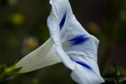 牵牛花中毒怎么办