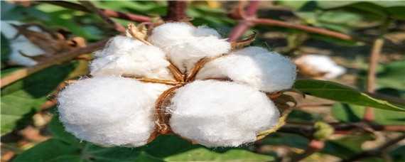 棉花栽培技术要点 棉花栽培技术要点有哪些