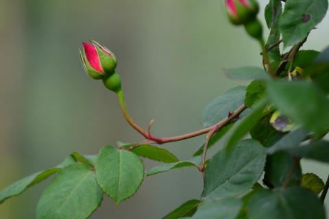 月季花为什么一年四季都可以开花