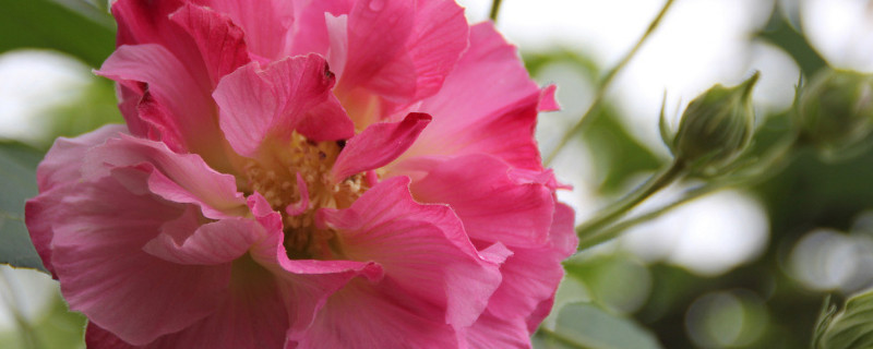 芙蓉花根断了能移植活吗